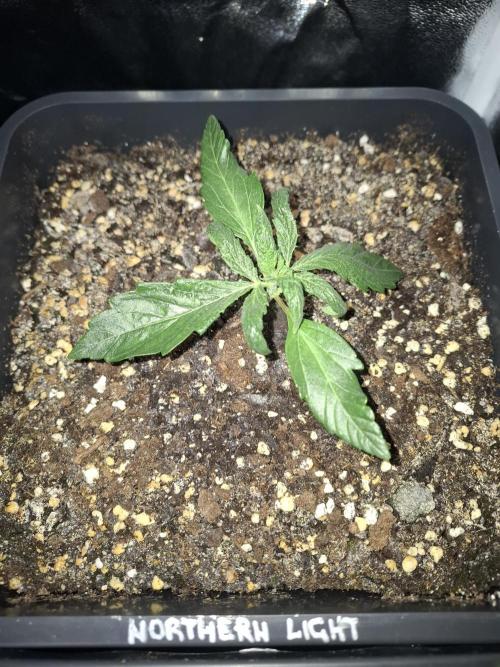 Four in a Tent. Week 3