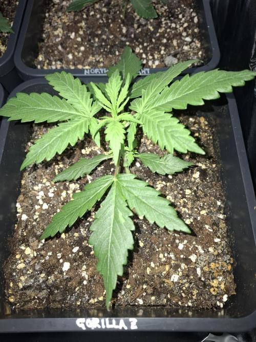 Four in a Tent. Week 3