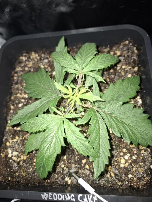 Four in a Tent. Week 3