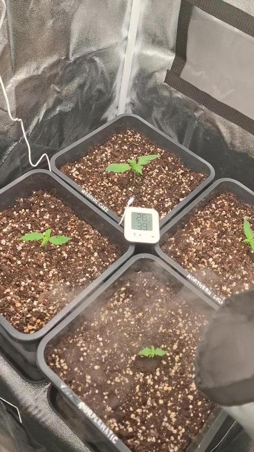 Four in a Tent