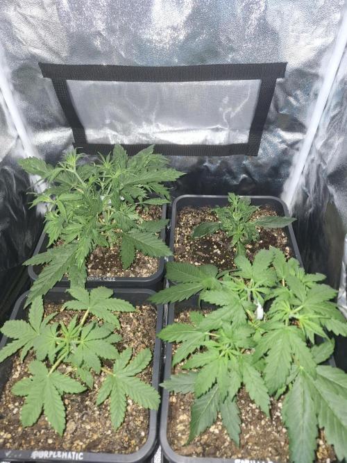 Four in a Tent. Week 4