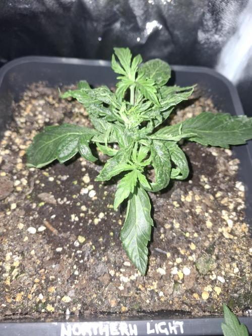 Four in a Tent. Week 4