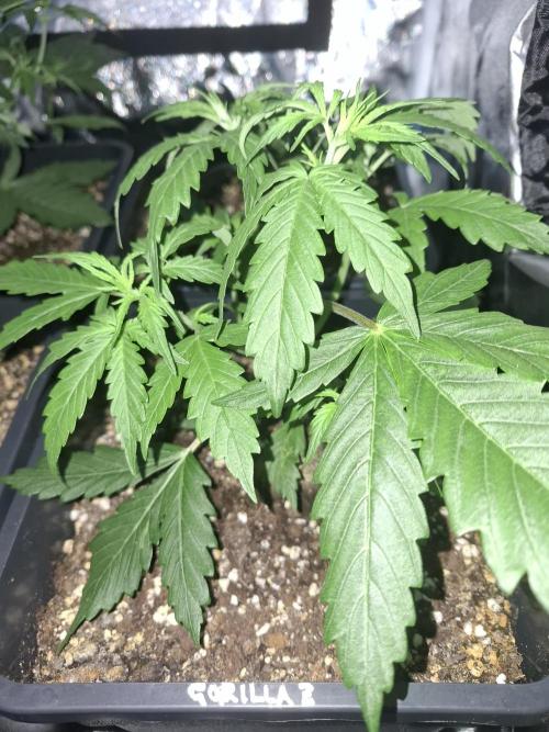Four in a Tent. Week 4