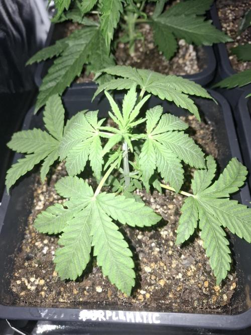 Four in a Tent. Week 4