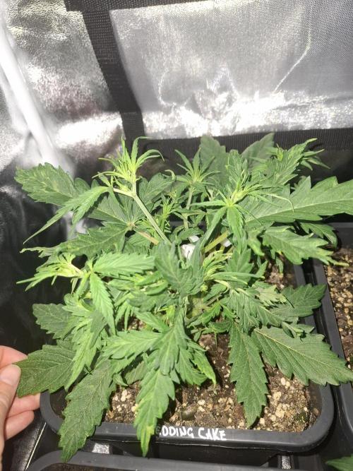 Four in a Tent. Week 4