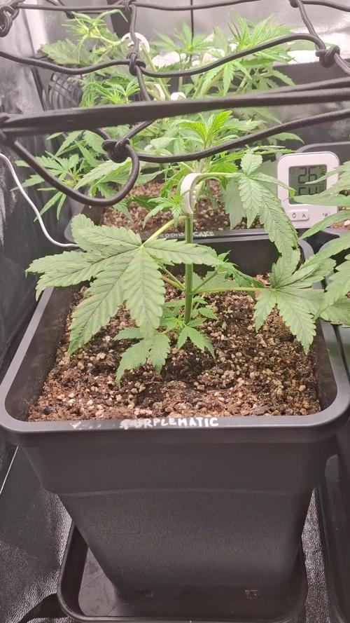 Four in a Tent