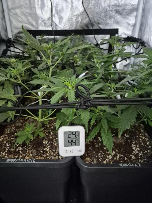 Four in a Tent. Week 5