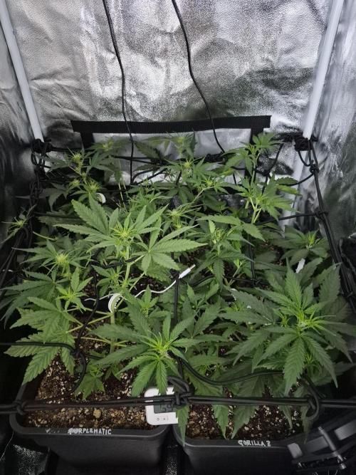 Four in a Tent. Week 5