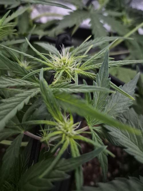 Four in a Tent. Week 5