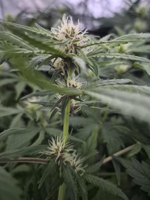 Four in a Tent. Week 6