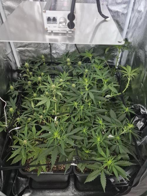Four in a Tent. Week 6
