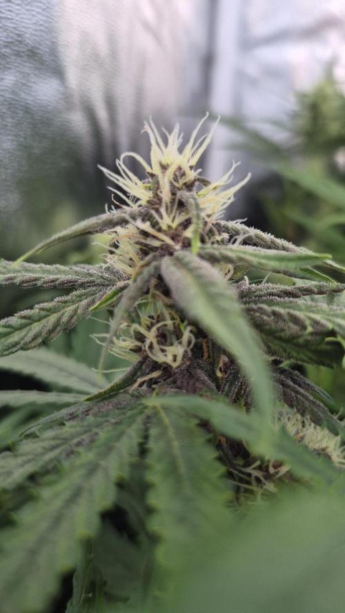 Four in a Tent. Week 6 - Purplematic
