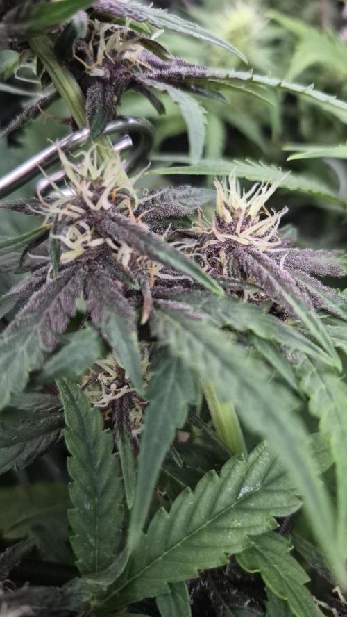 Four in a Tent. Week 6 - Purplematic