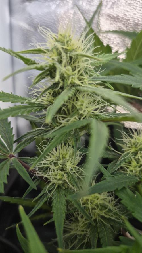 Four in a Tent. Week 6 - Wedding Cake