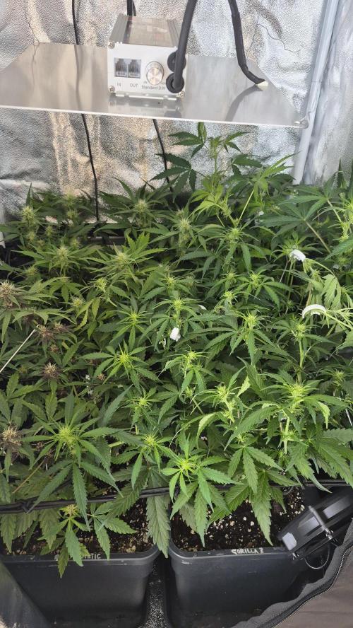 Four in a Tent. Week 6