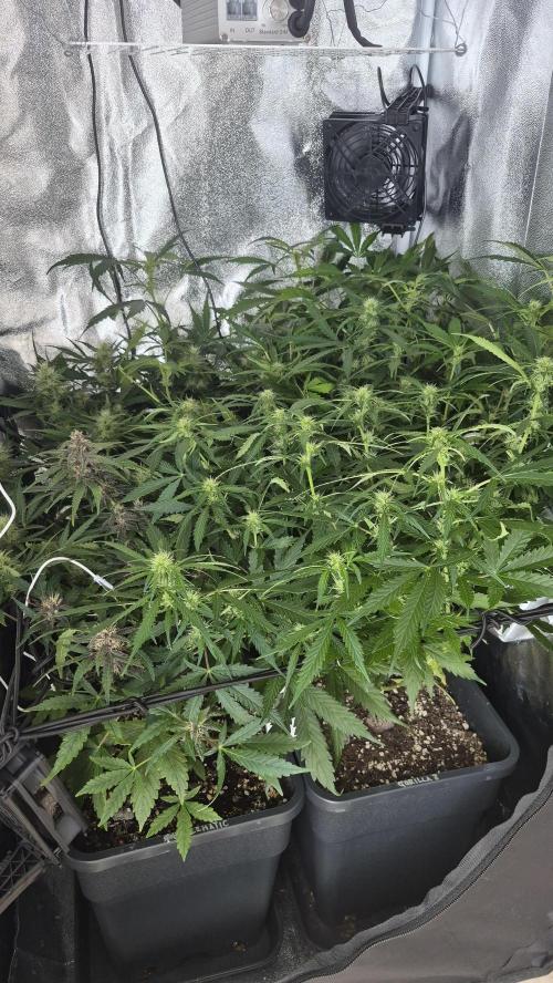 Four in a Tent. Week 7