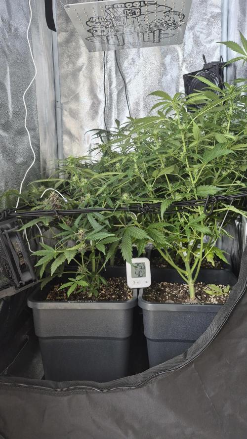 Four in a Tent. Week 7 - The uneven growth is clearly visible here. 