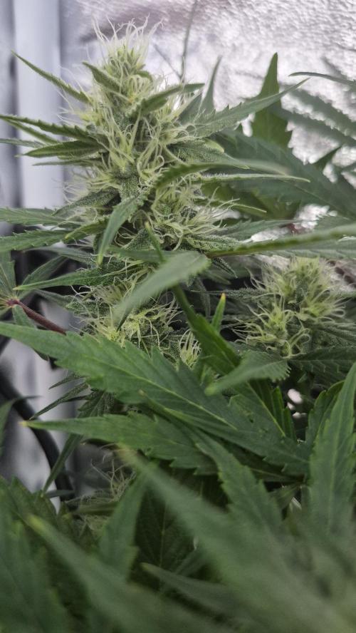 Four in a Tent. Week 7 - Wedding Cake