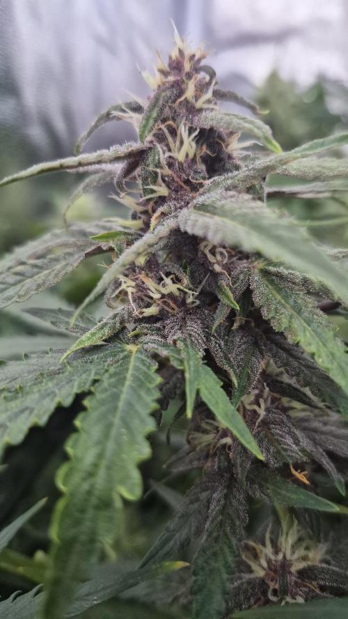 Four in a Tent. Week 7 - Purplematic