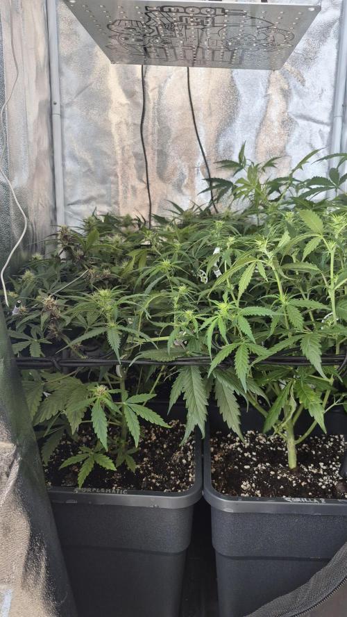 Four in a Tent. Week 7