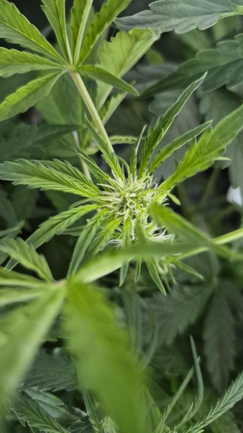 Four in a Tent. Week 7 - Northern Light