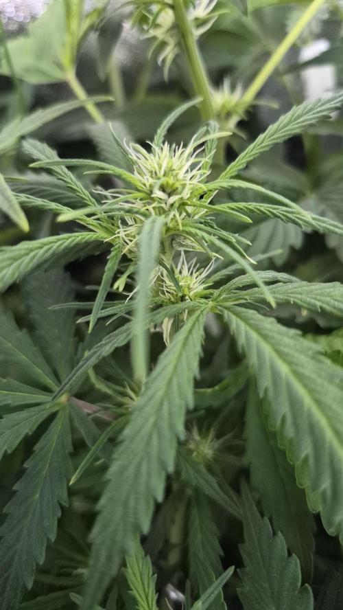 Four in a Tent. Week 7 - Gorilla Z