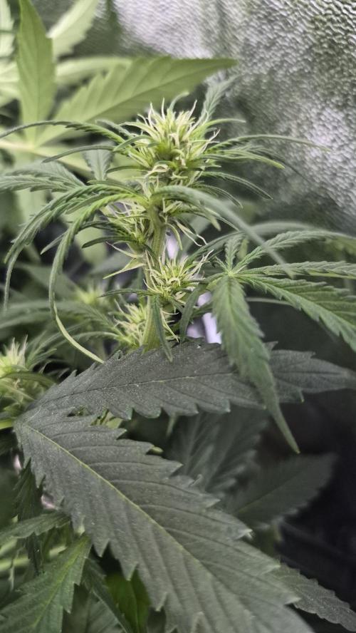 Four in a Tent. Week 7 - Gorilla Z