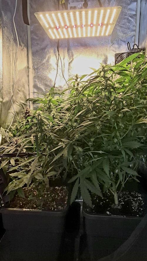 Four in a Tent. Week 8