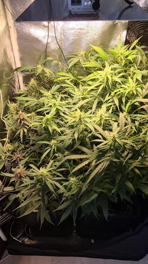 Four in a Tent. Week 8