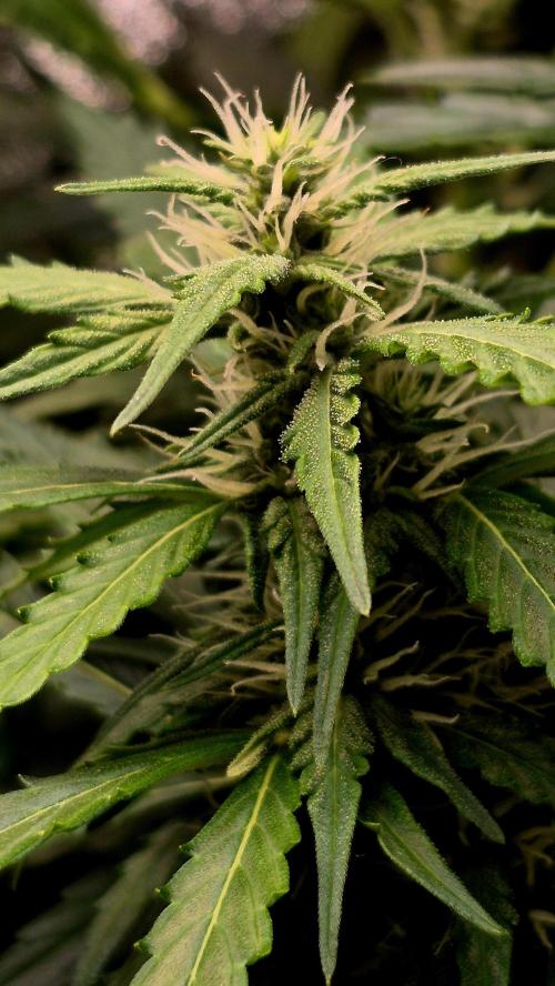 Four in a Tent. Week 8 - Gorilla Z flower 