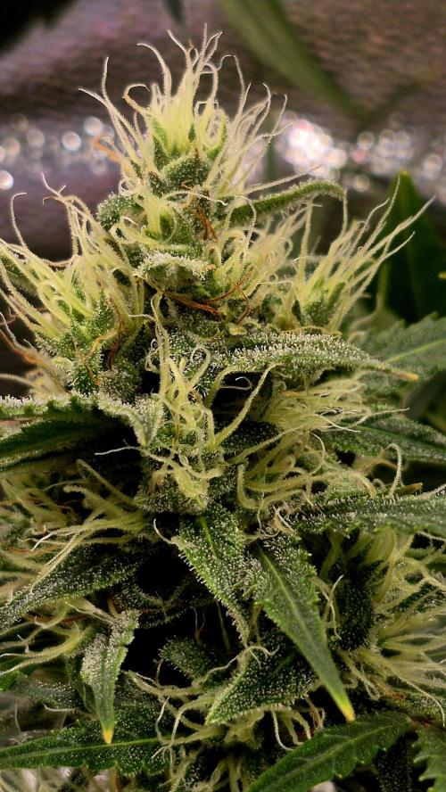 Four in a Tent. Week 8 - Wedding Cake flower 