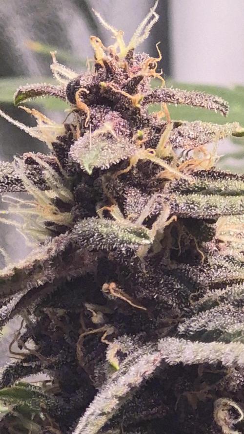 Four in a Tent. Week 8 - Purplematic flower 