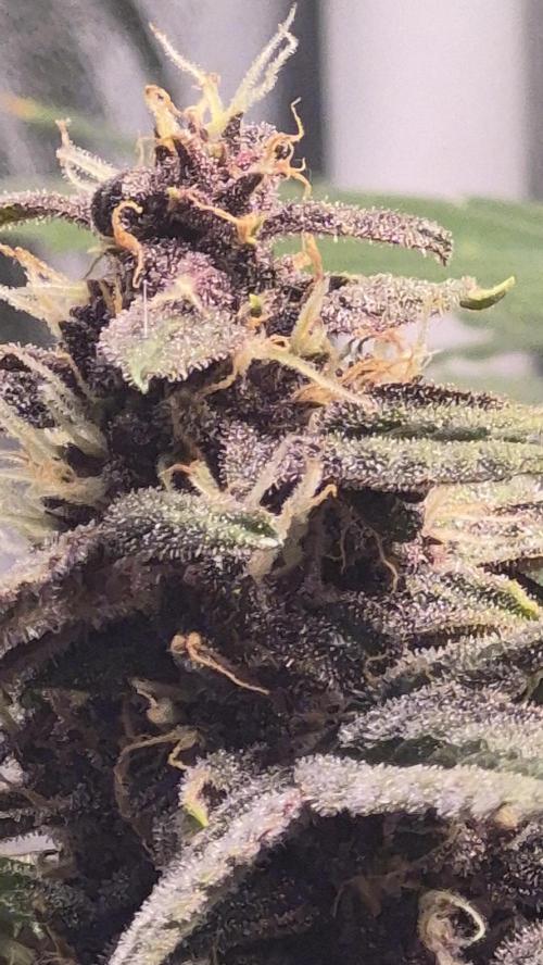 Four in a Tent. Week 8 - Purplematic flower