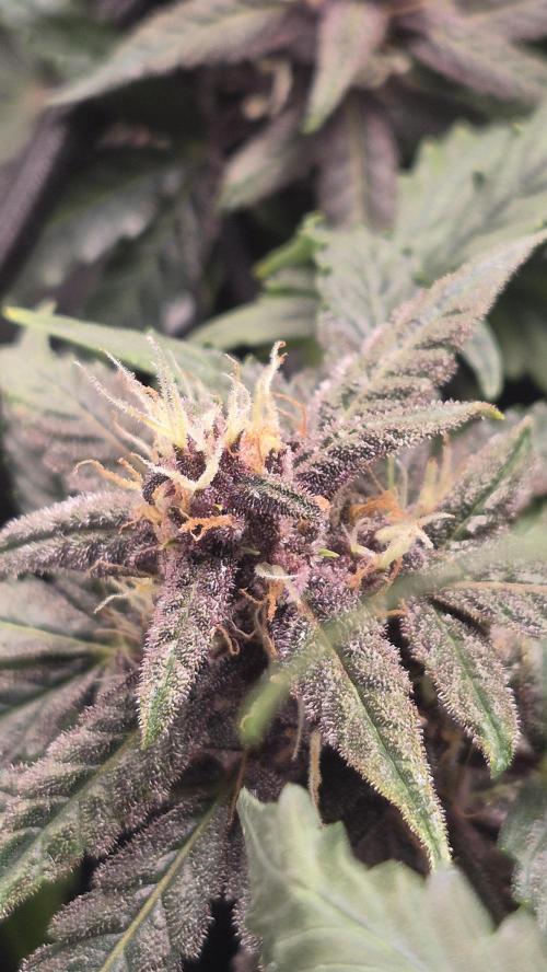 Four in a Tent. Week 8