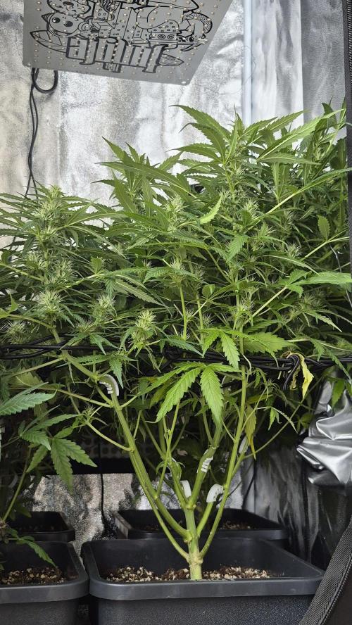 Four in a Tent. Week 9 - Gorilla Z in its whole glory. Flowers sprouting everywhere! 