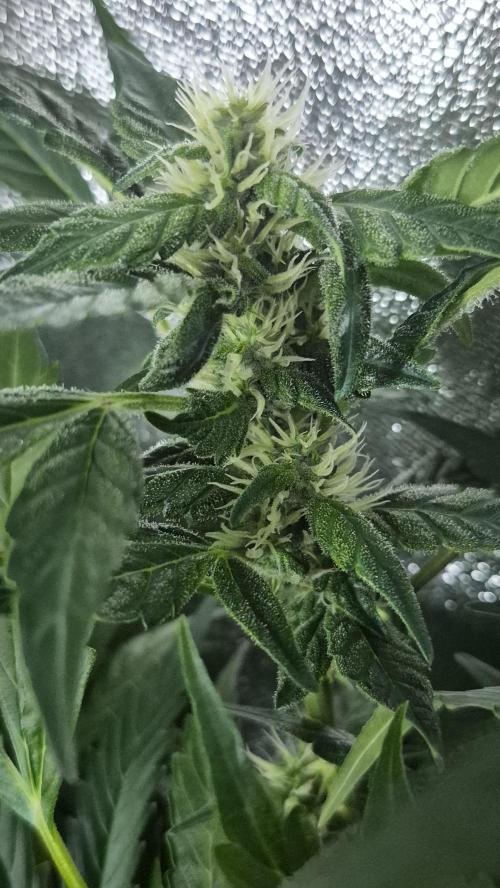 Four in a Tent. Week 9 - Northern Light