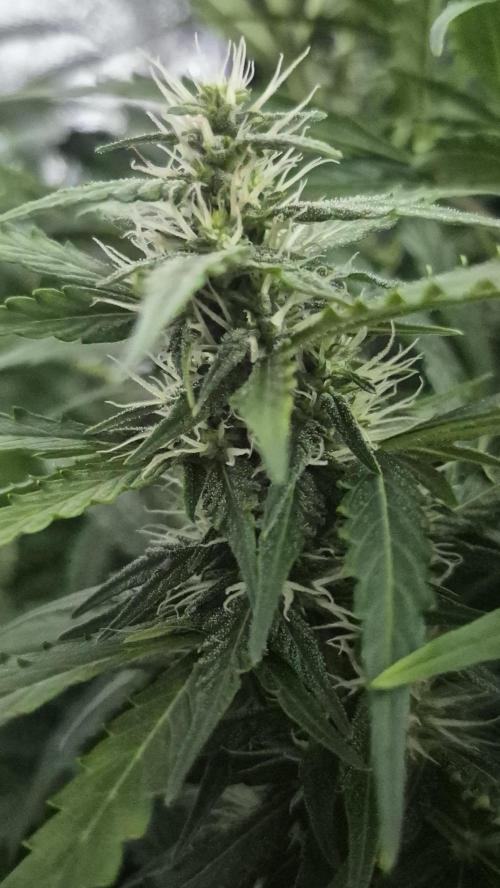 Four in a Tent. Week 9 - Gorilla Z