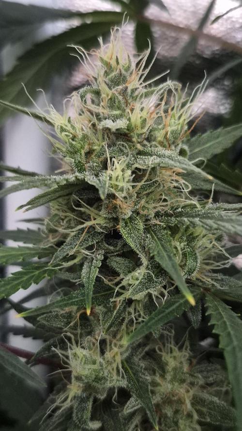 Four in a Tent. Week 9 - Wedding Cake