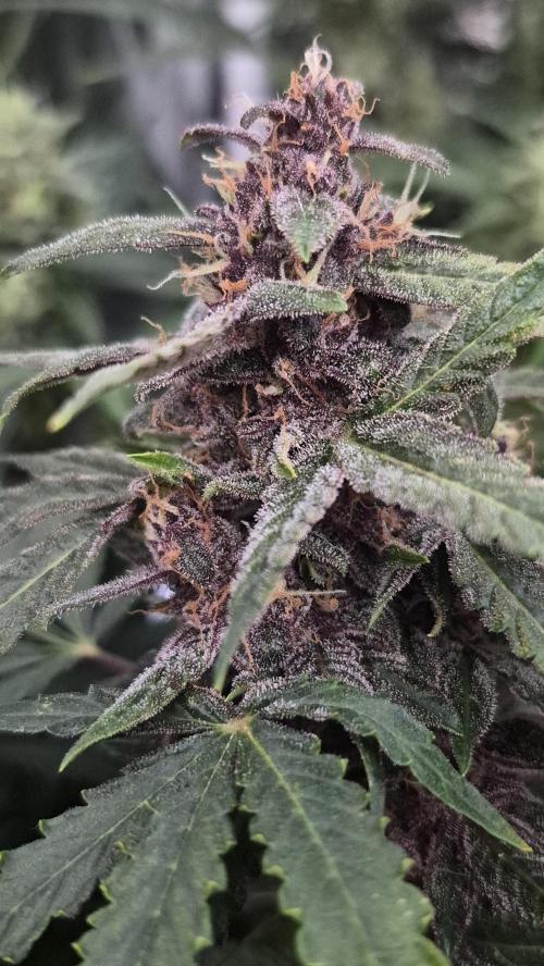 Four in a Tent. Week 9 - Purplematic 