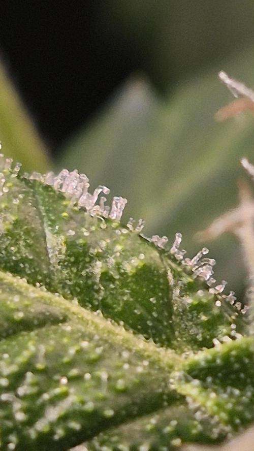 Four in a Tent. Week 9 - Gorilla Z trichomes by the end of W9. 