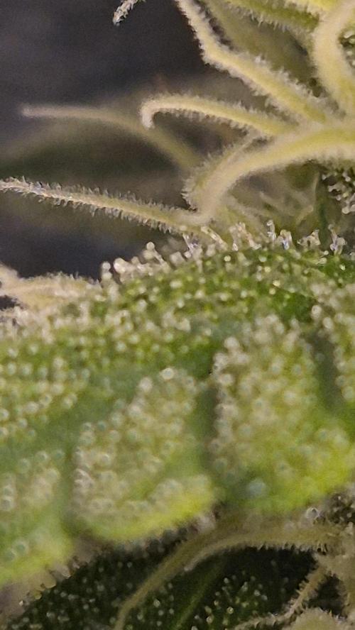 Four in a Tent. Week 9 - Northern Light trichomes by the end of W9. 
