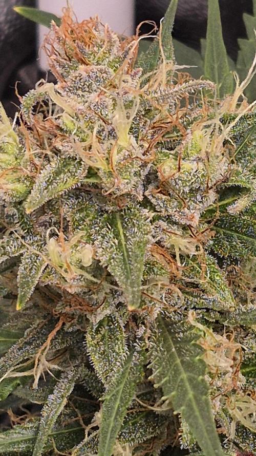 Four in a Tent. Week 9 - Wedding Cake bud. Looks ready but not ready just yet. 