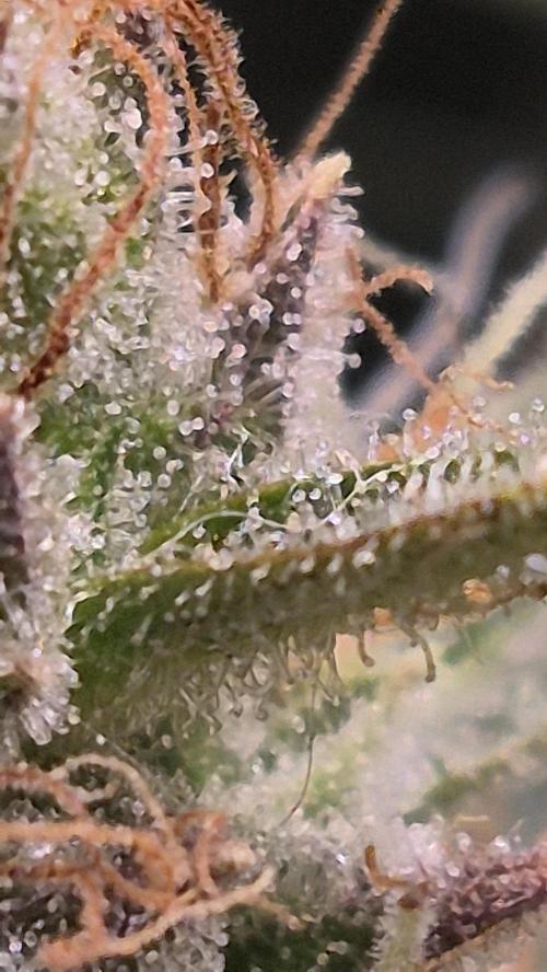 Four in a Tent. Week 9 - Wedding Cake trichomes. Clear turning cloudy. No amber yet. 