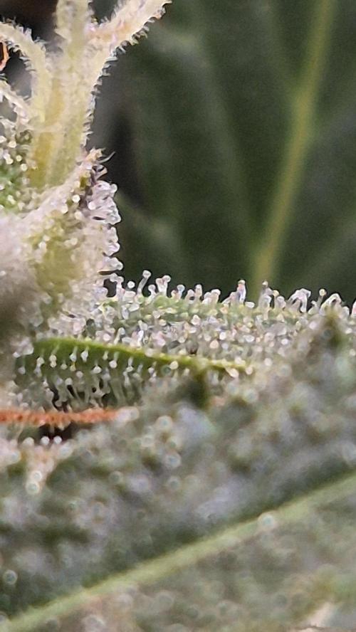 Four in a Tent. Week 9 - Wedding Cake trichomes. Clear turning cloudy. No amber yet. 