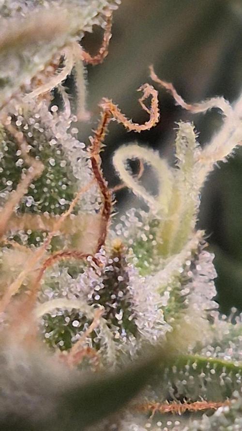 Four in a Tent. Week 9 - Wedding Cake trichomes. Clear turning cloudy. No amber yet. 