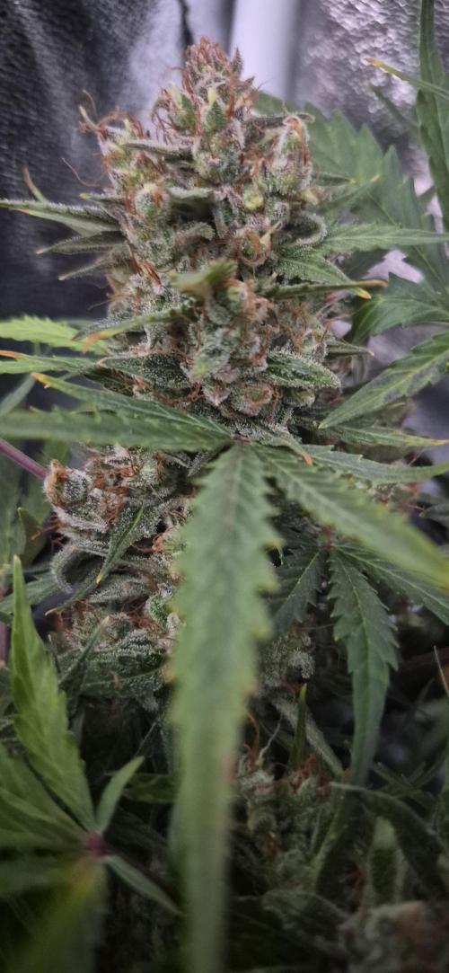 Four in a Tent. Week 11 - Wedding Cake as of harvest time. 