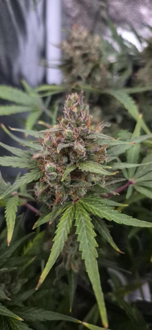 Four in a Tent. Week 11 - Wedding Cake as of harvest time. 
