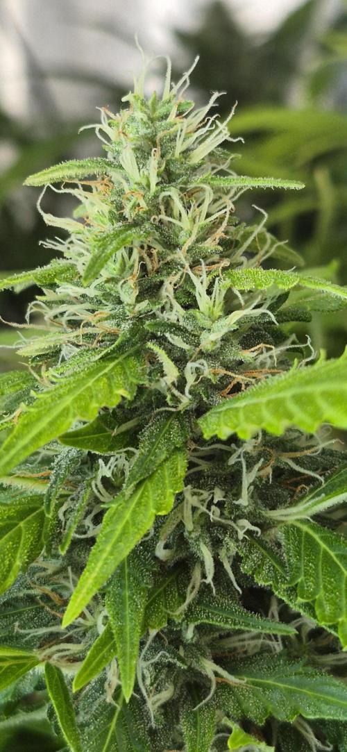 Four in a Tent. Week 11 - Gorilla Z