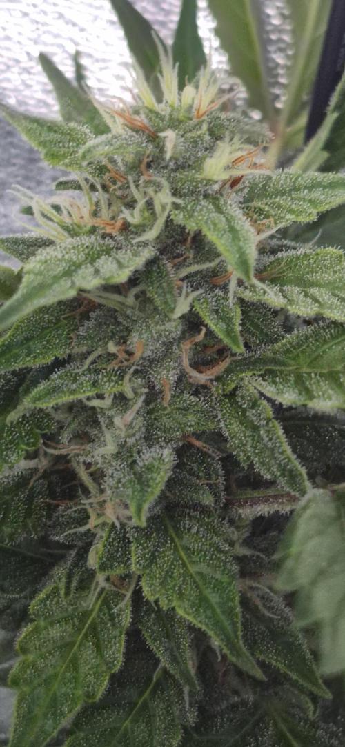 Four in a Tent. Week 11 - Northern Light