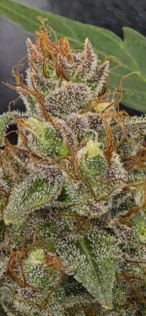 Four in a Tent. Week 11 - Wedding Cake as of harvest time. 